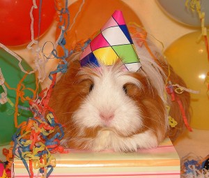 Celebrating, guinea pig style!