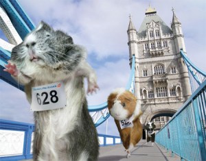 It's a piggy marathon!