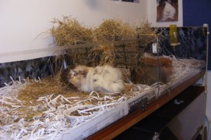 GP Retirement Home 006