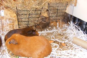 GP Retirement Home 008