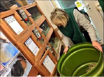 volunteer topping up hay