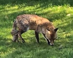 fox in broad daylight