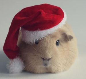 guinea pig with santa hat