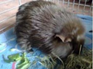 hunched-up guinea pig