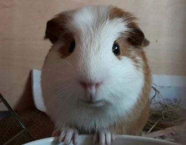 20180326-newsletter-did-you-know_1