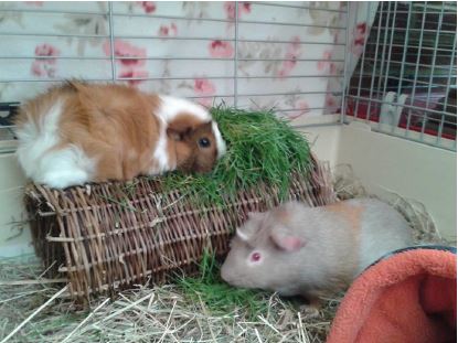 20180326-newsletter-spring-grass